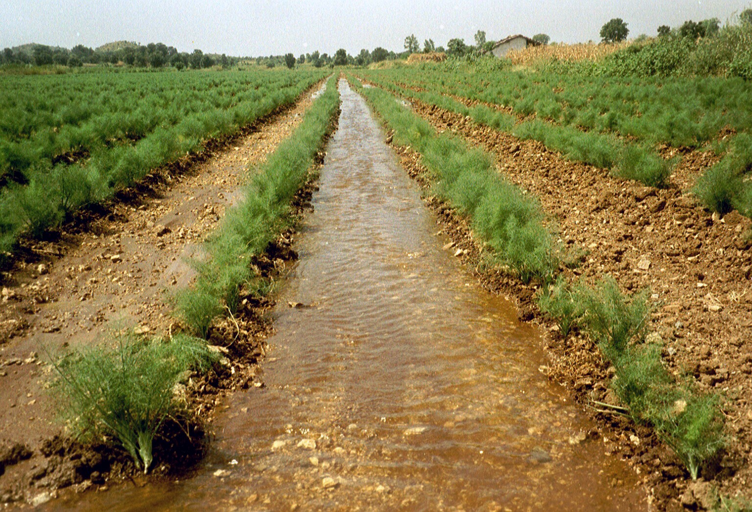Irrigated crops